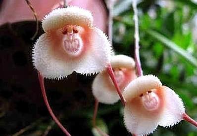 猴面球根花卉养殖图片