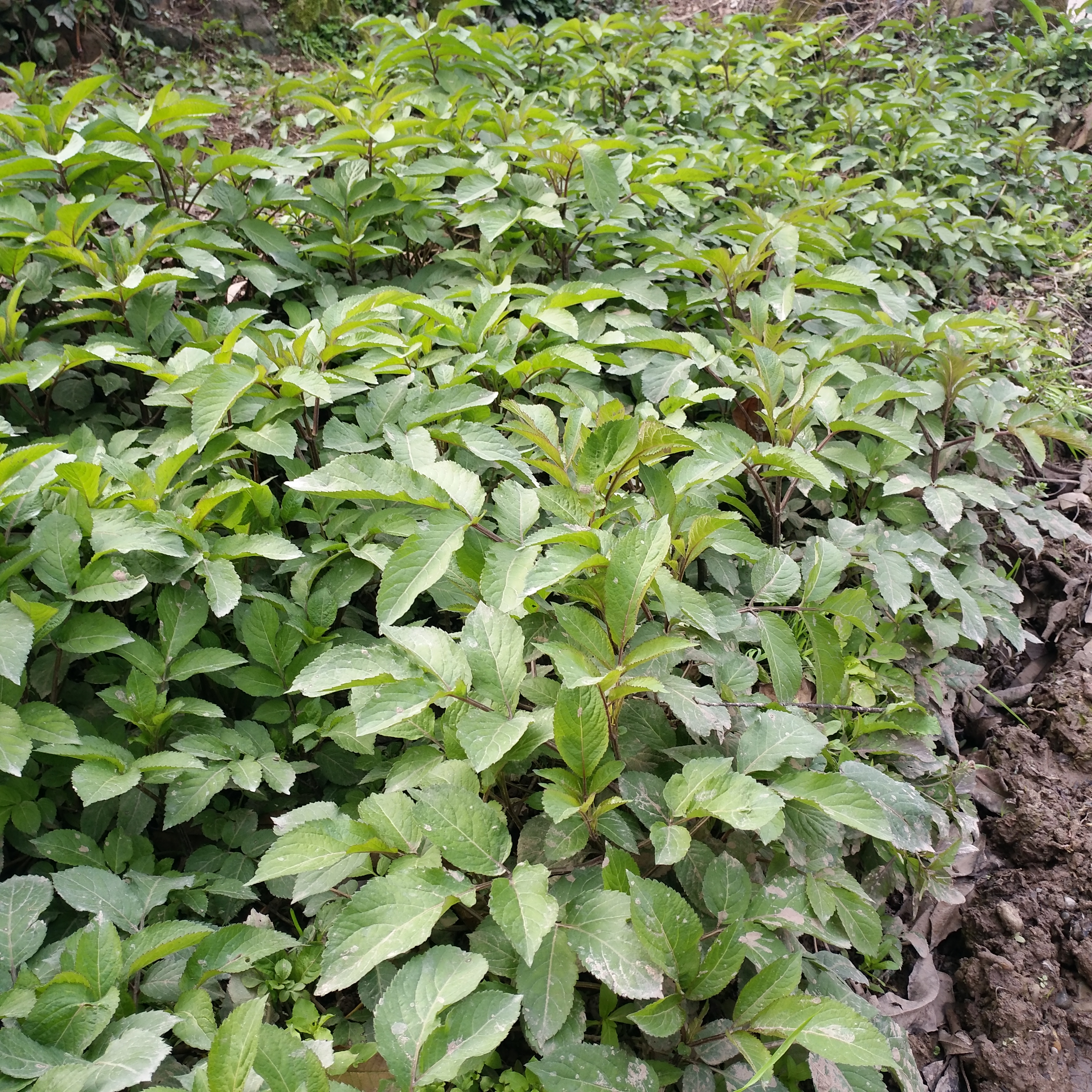 马尿野菜图片图片