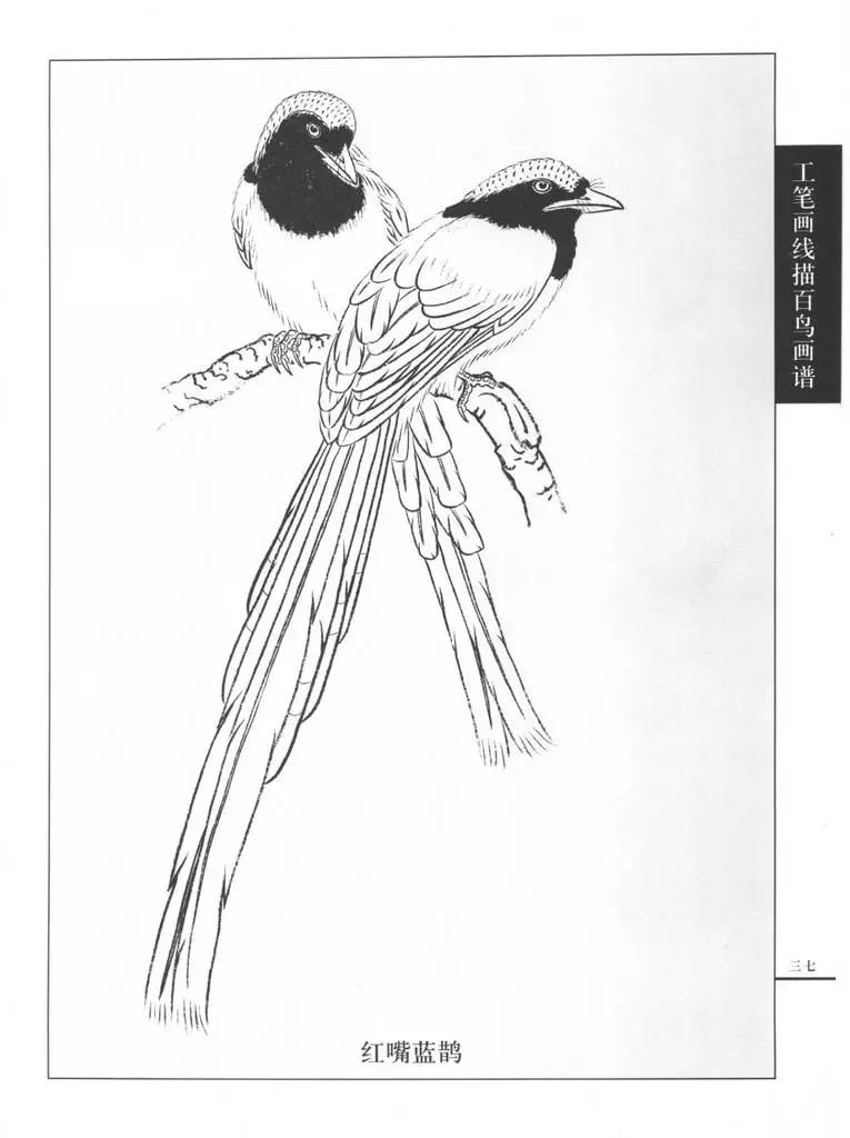 书画鉴赏丨国画技法工笔画鸟线描图