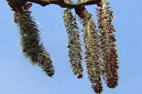 它们生长出的花序上有很多小球,小球长大变圆后胀破,露出棉絮状的"絮"
