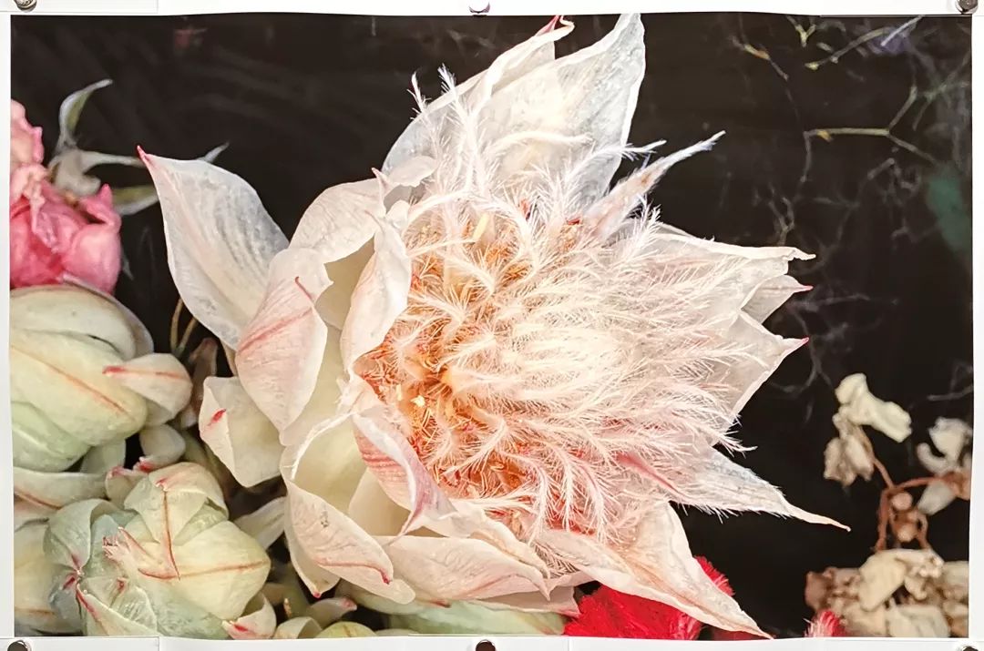 荒木经惟摄影展.花幽 | 南艺 #作品200p