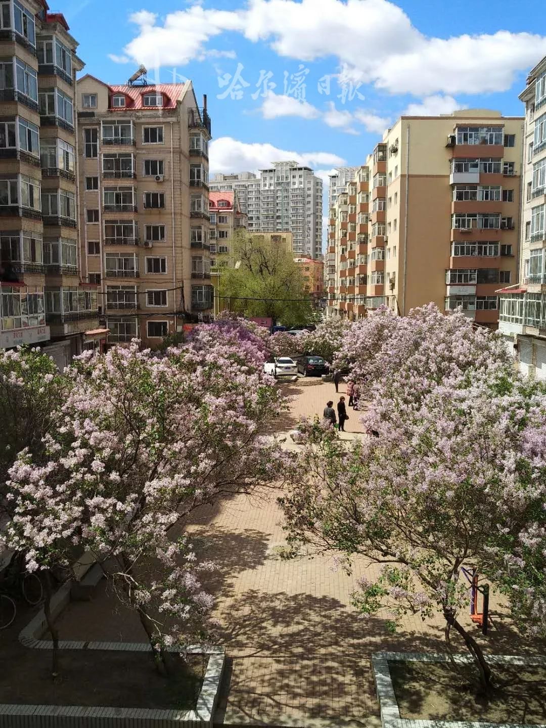 前不久一位家住102栋的居民卖房子,当时正值院子里丁香初放的时节