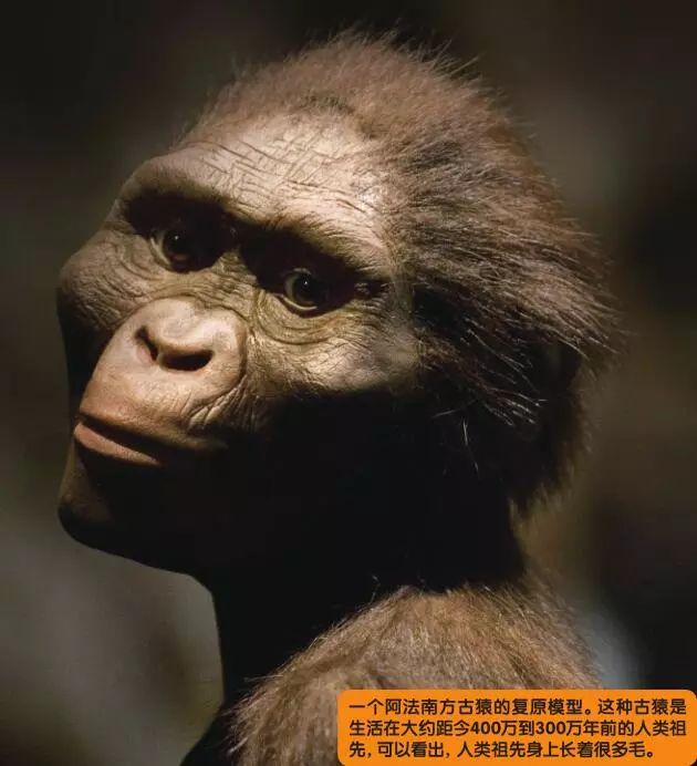 昌吉兹还发现,脸是裸露的灵长类动物和人类一样,往往有着3种视锥细胞