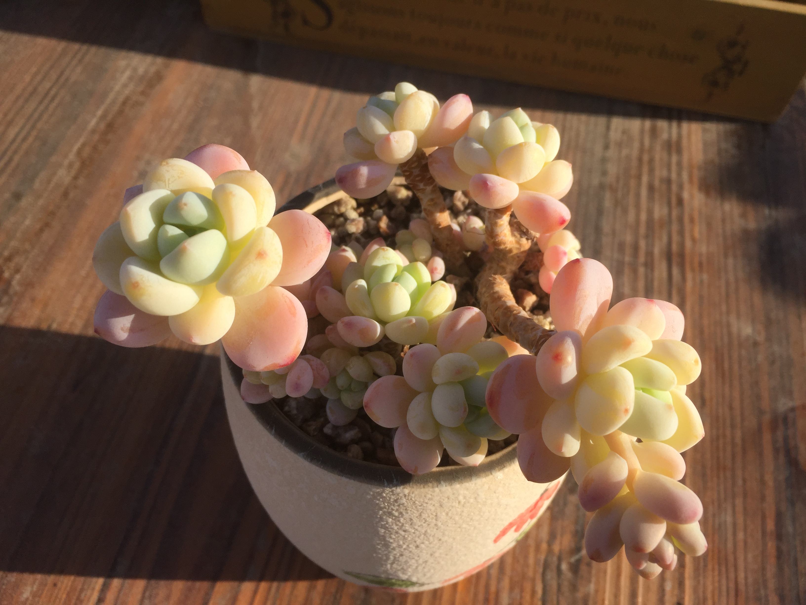 多肉劳尔这几个妙招让你的劳尔美到陶醉