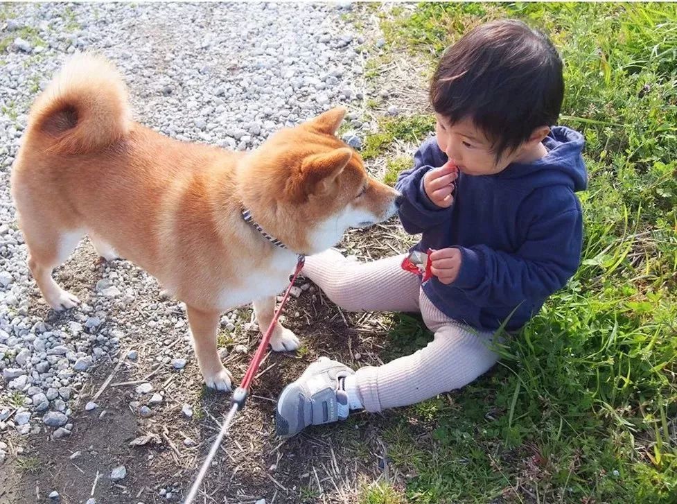 4岁小正太靠一起长大的柴犬 哥哥 爆红网络 宠溺日常治愈力max 凤凰网