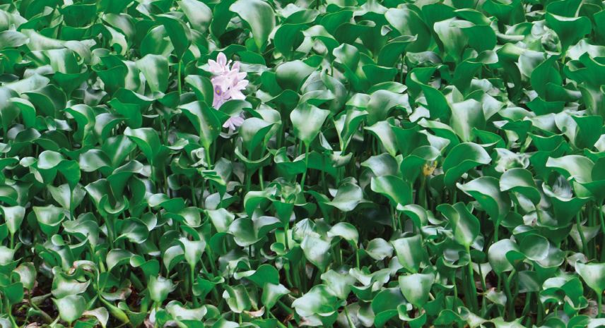 云南公布441种外来入侵物种名录