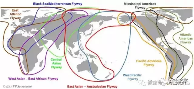 我国的候鸟迁徙路线__凤凰网