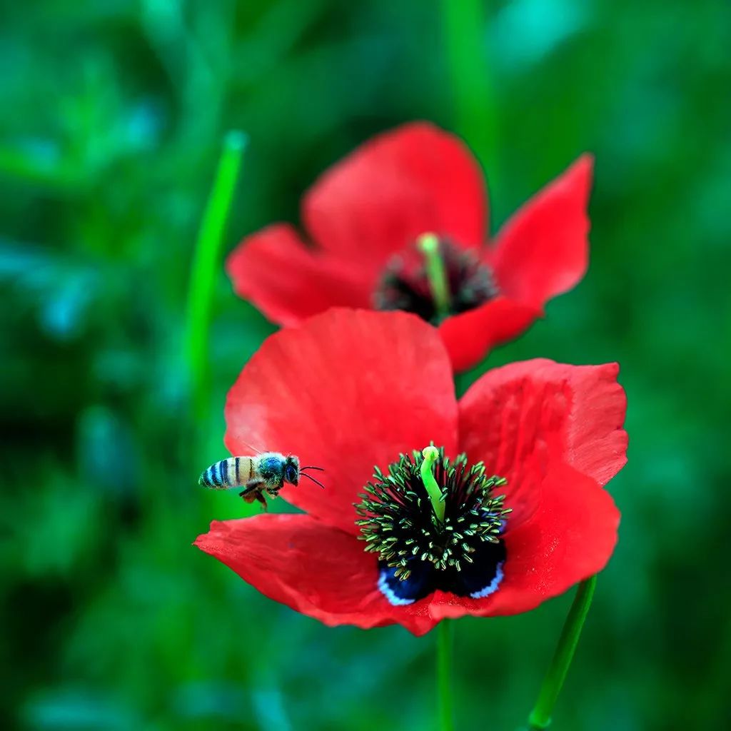 【花卉影像】韩栓柱摄影作品赏析 ·《天山红花燃情伊犁河谷》