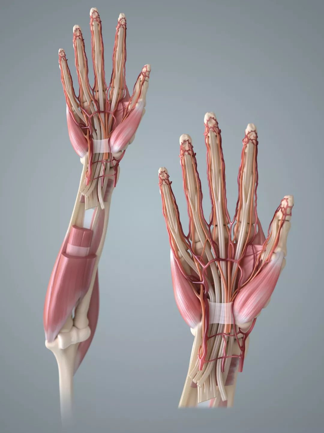 人类灵活的双手由肌腱,关节,肌肉,小骨头,神经和血管等构成,当我们捡