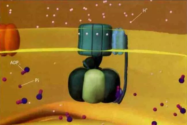 旋转分子马达:ATP合成酶,生命能量的“印钞机”__凤凰网