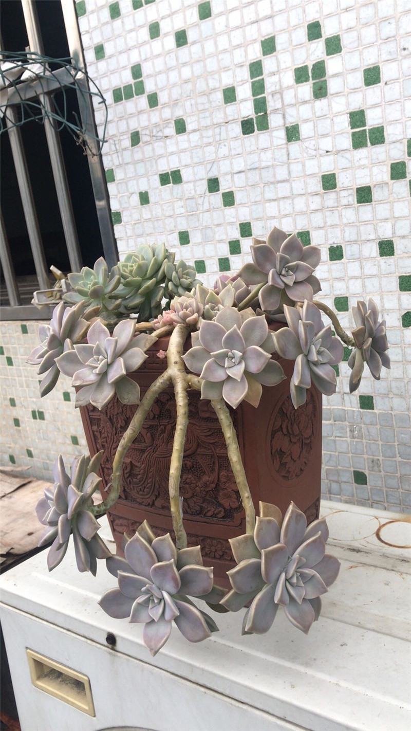 老版多肉不用细养丢盆里就爆盆它叫胧月