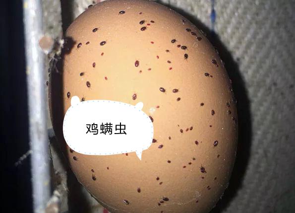 虫见愁丨鸡舍吸血怪螨虫,鸡只消瘦产蛋率下降传播疾病这么办__凤凰网