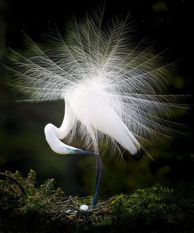 这些大自然的精灵,在自然中尤其迷人