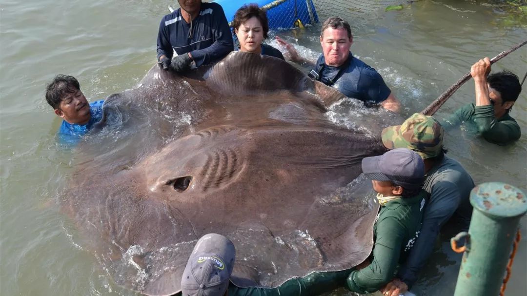 最致命的8种深海动物,眼睛直径41cm,生活在2000多米的海底