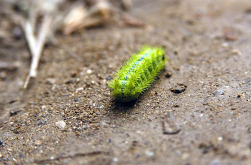 这在虫子长得像毛毛虫,又短又粗壮,浑身主要是鲜绿色为主,在它的身上