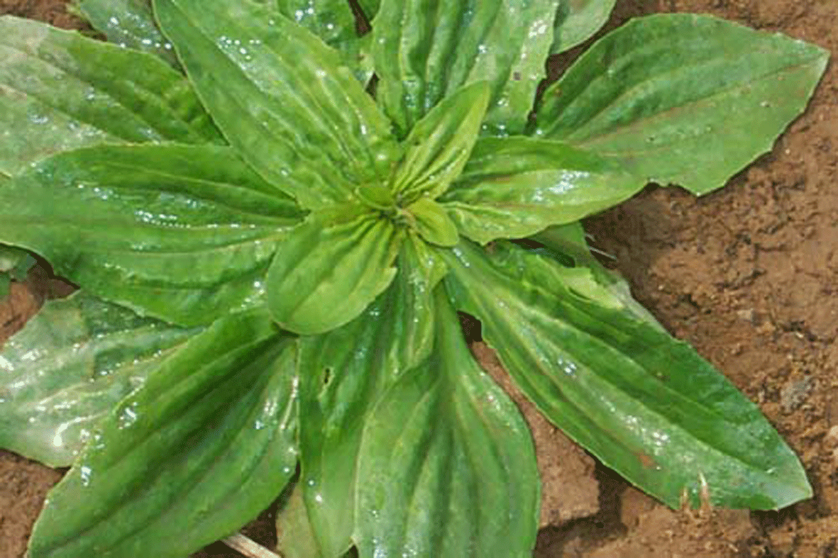 野菜的功效和吃法