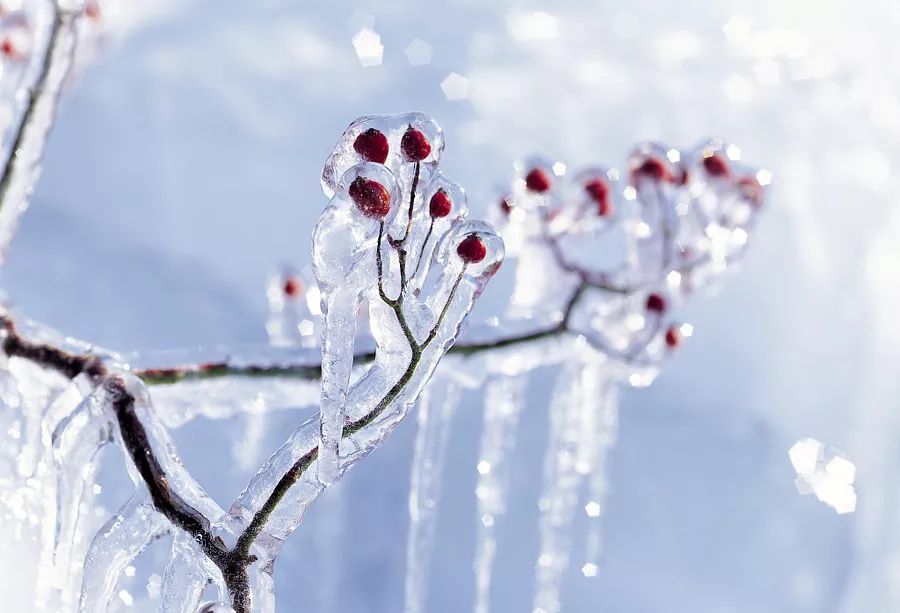 你所在的地方飘雪了么?| 大雪__凤凰网