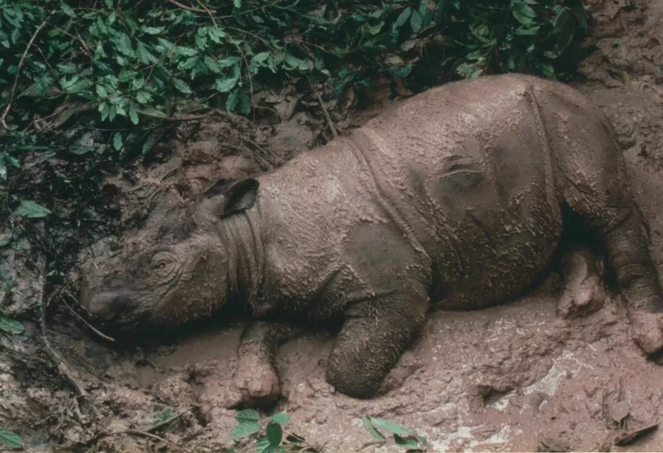 拯救濒临灭绝的苏门答腊犀,我们还有机会吗