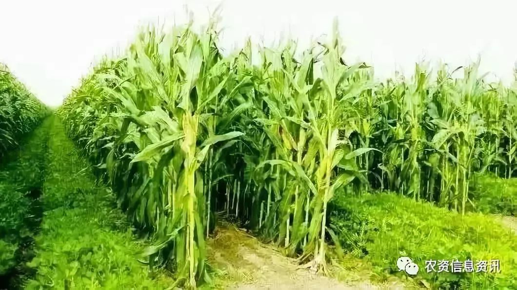 作物套种好处多,30种常见作物间作套种方法,请收藏!__凤凰网