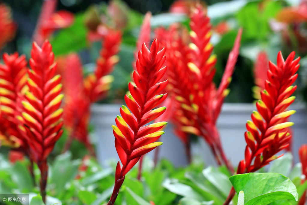 高档花卉之凤梨,你值得拥有