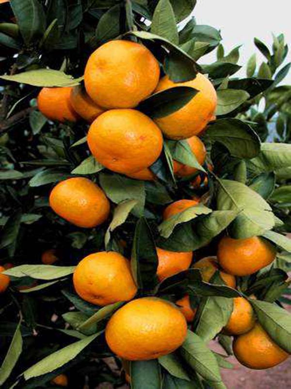 大片果园放飞朴实的梦想生命力顽强的四会柑农民这么形容它