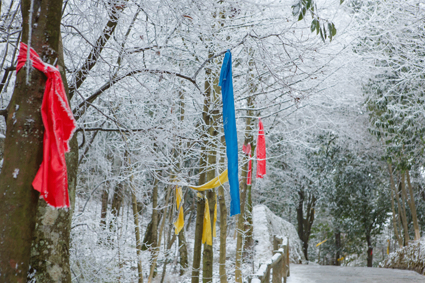 瑞雪兆丰年一夜之间这个地方的雪花开了你若不来花为谁开