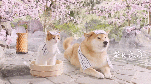 可爱屁股背后的语言柴犬和没有共同语言的人类,用身体,声音,以及表情