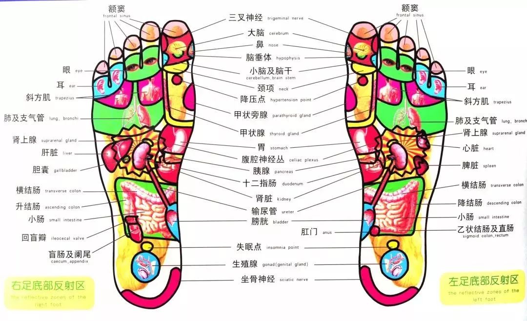 脚代表的器官图片