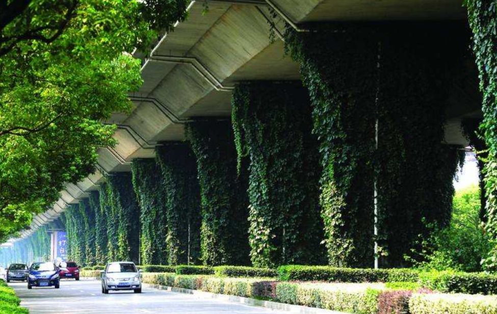 黑松景观树,形成三季有花,四季常青,色彩靓丽,层次丰富的绿化景观效果