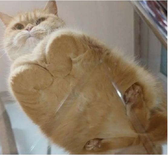 猫揣手手最不想给人看啥?今天就给你露个底!