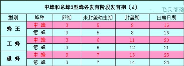 蜜蜂养殖技术早春育王的时间安排