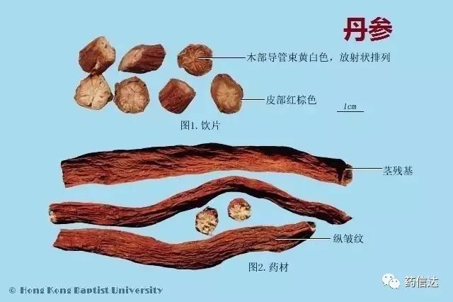 中药知识:220种常用中药材(含饮片)鉴别彩图__凤凰网