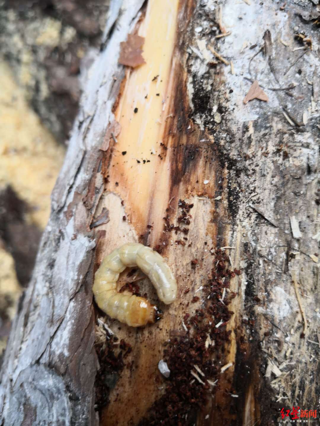 两人运染病松木获罪 成都首例妨碍动植物防疫检疫案宣判__凤凰网