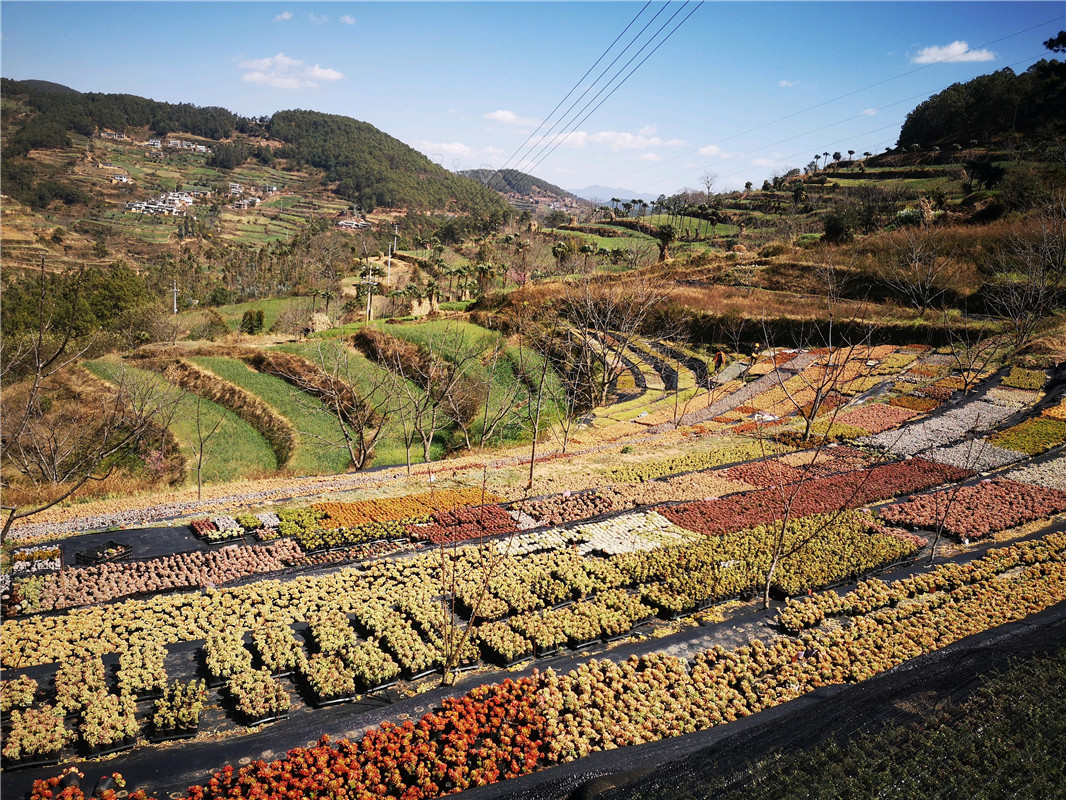 小主子分享的坐标是:云南大理南涧乐秋,他说这是一个新建的多肉基地