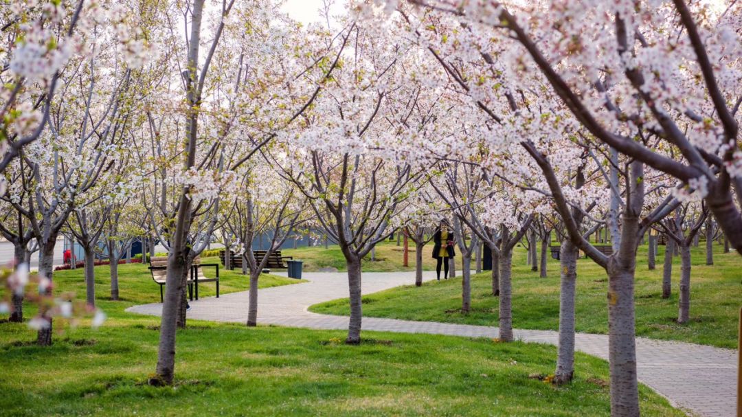 世界超级赏樱ip再次惊艳,盛世浪漫即将引爆烟台春天