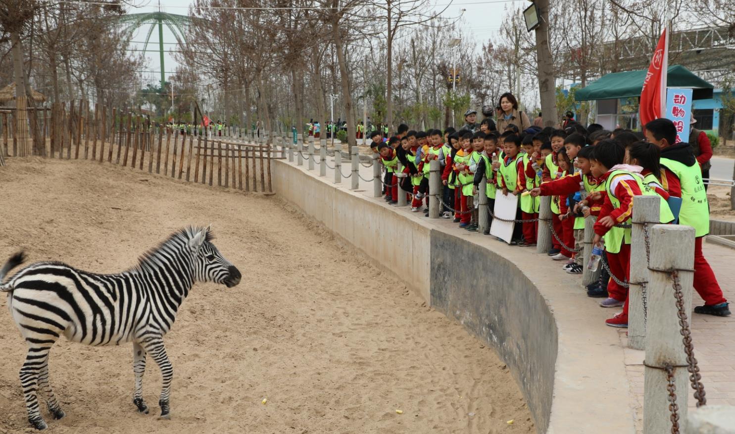 龍視教育濮陽市油田小學來濮陽東北莊野生動物園研學旅行