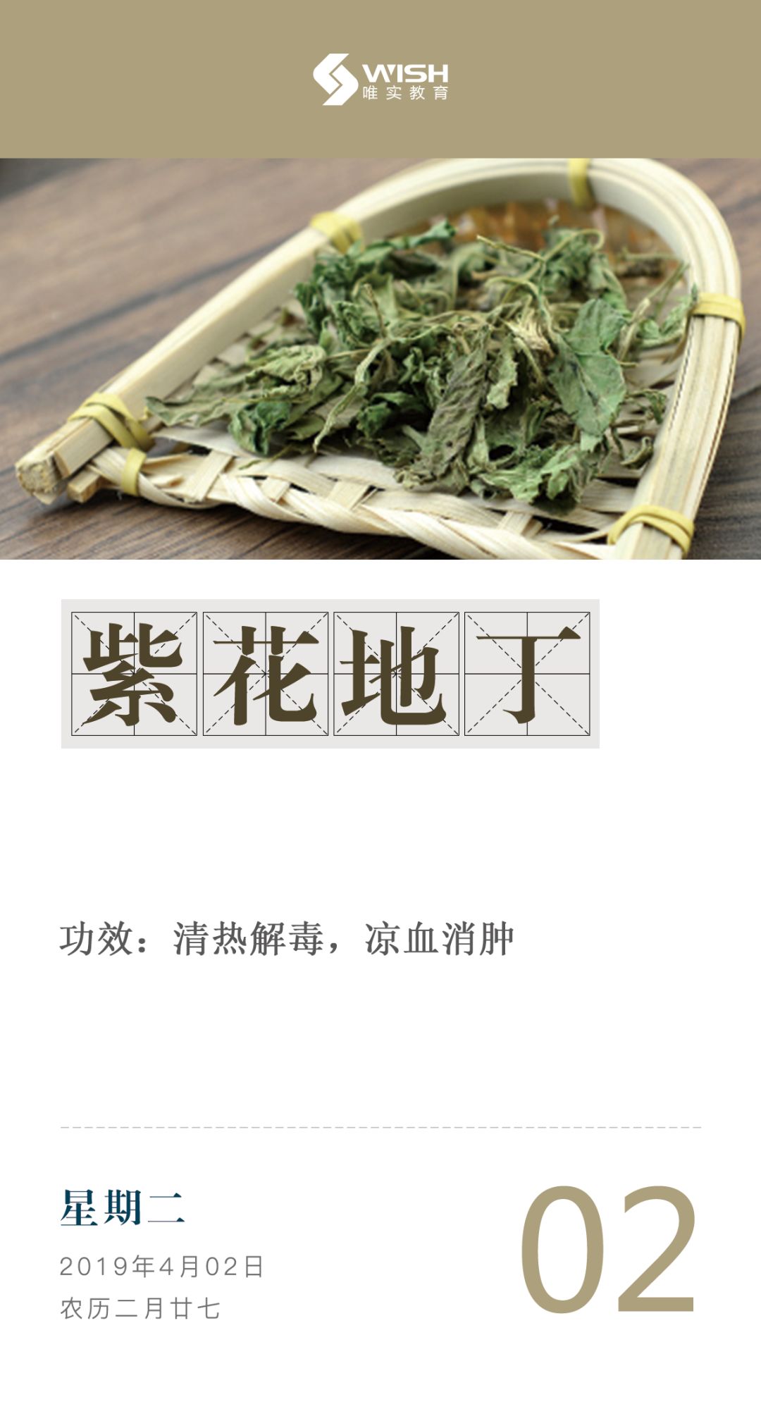 每日一药紫花地丁42