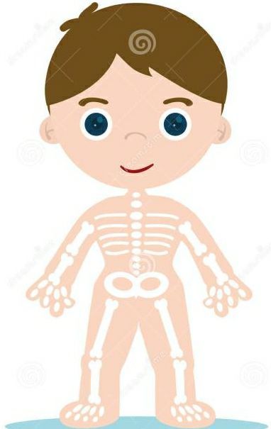 一个人从出生的婴儿时期到成年人,骨骼数量是不断变化的,这一点是很多