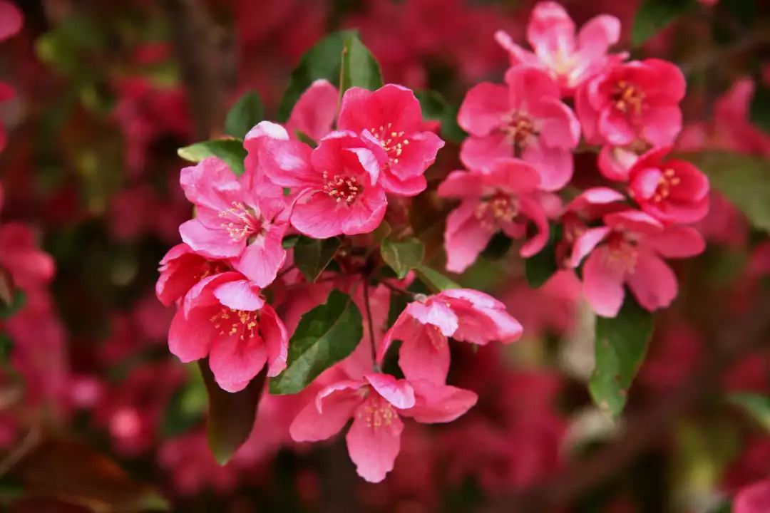 八棱海棠,平顶热花红,冷花红,果红,果黄,青刺海棠等品种,西府海棠的花