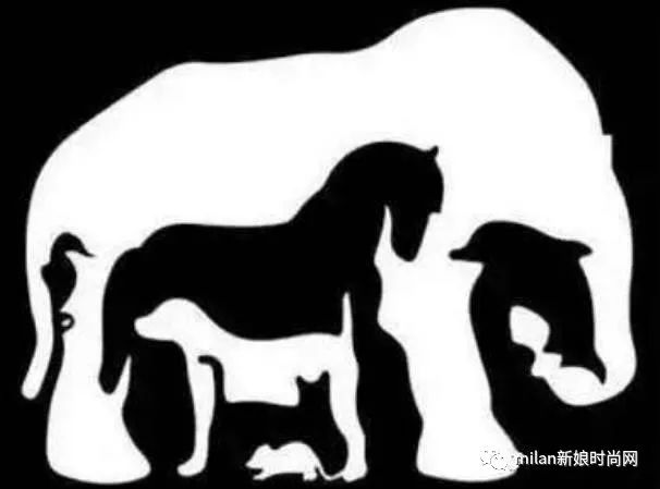 叶罗丽测试你能在图中找出几种动物测你的智商在什么水平