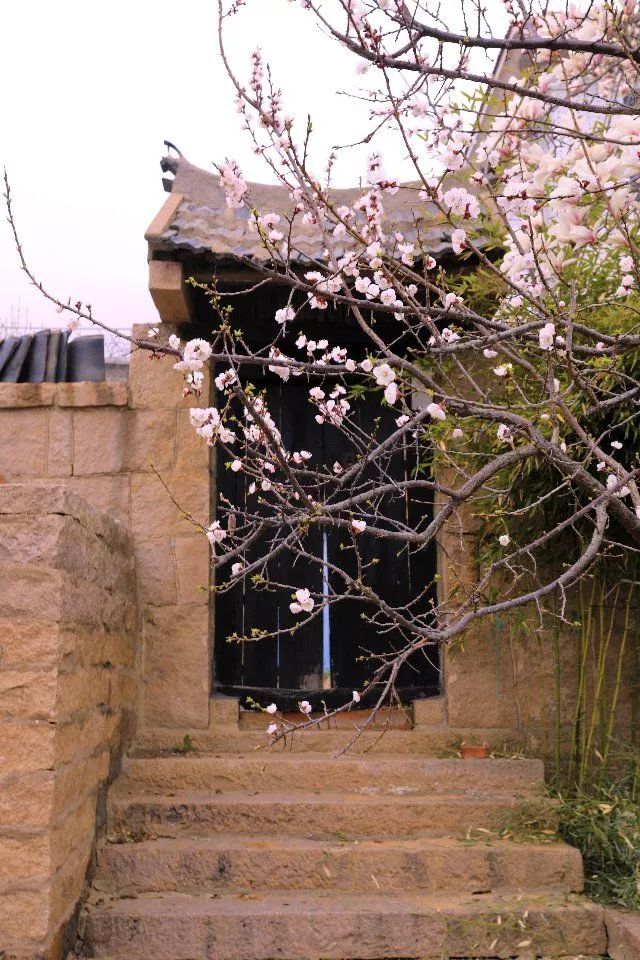 杏花正灿烂,到威海的美丽乡村赴一场杏花之约吧!