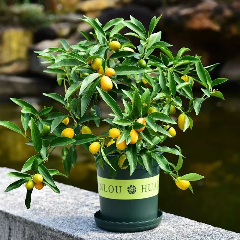 家里养这12种吉祥植物 平安幸福 好运连连!