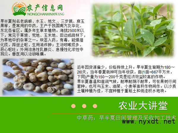 中草药：旱半夏田间管理及采收加工技术__凤凰网