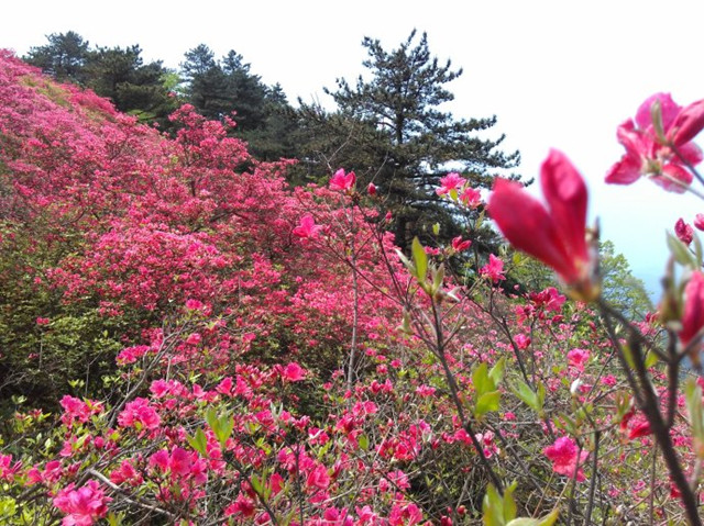 大别山天峡百里杜鹃盛开,红色杜鹃花海,最美人间四月天!
