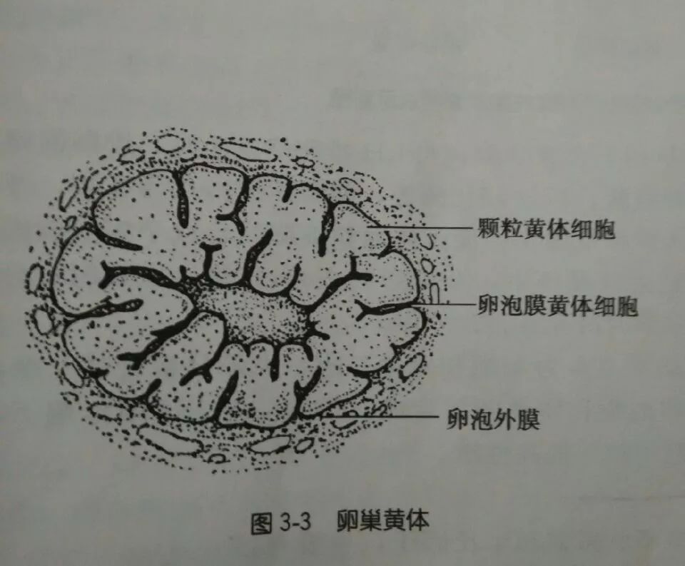 让她经历夺命12小时的黄体破裂，究竟是个什么病？__凤凰网