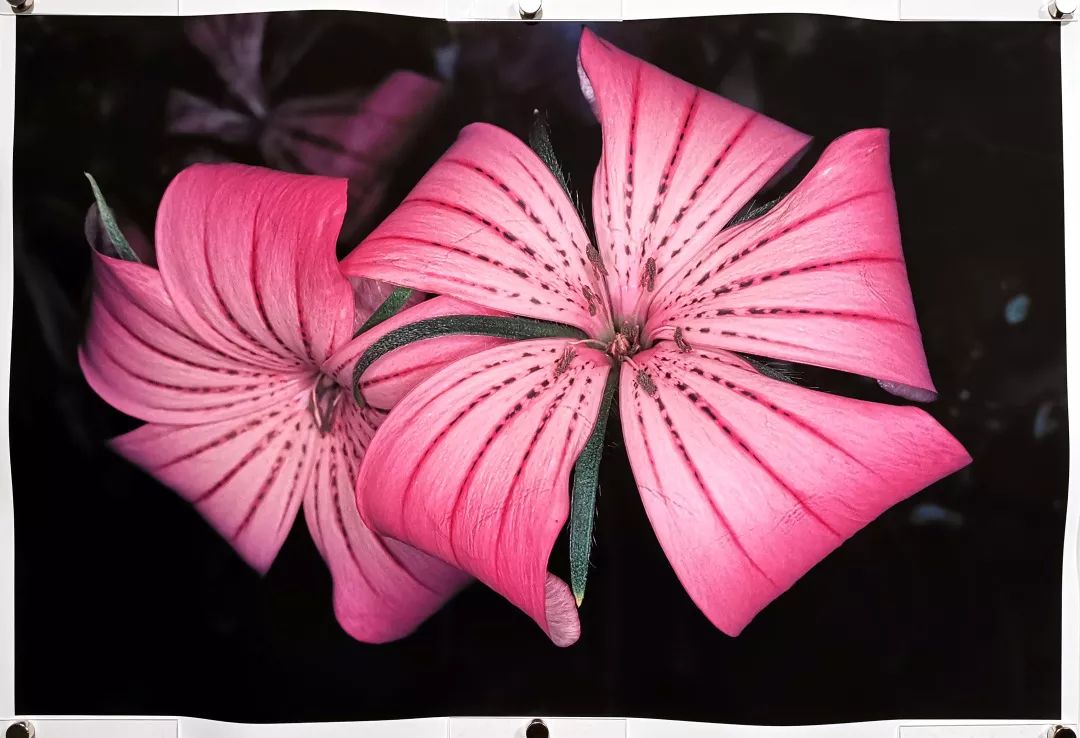 荒木经惟摄影展.花幽 | 南艺 #作品200p