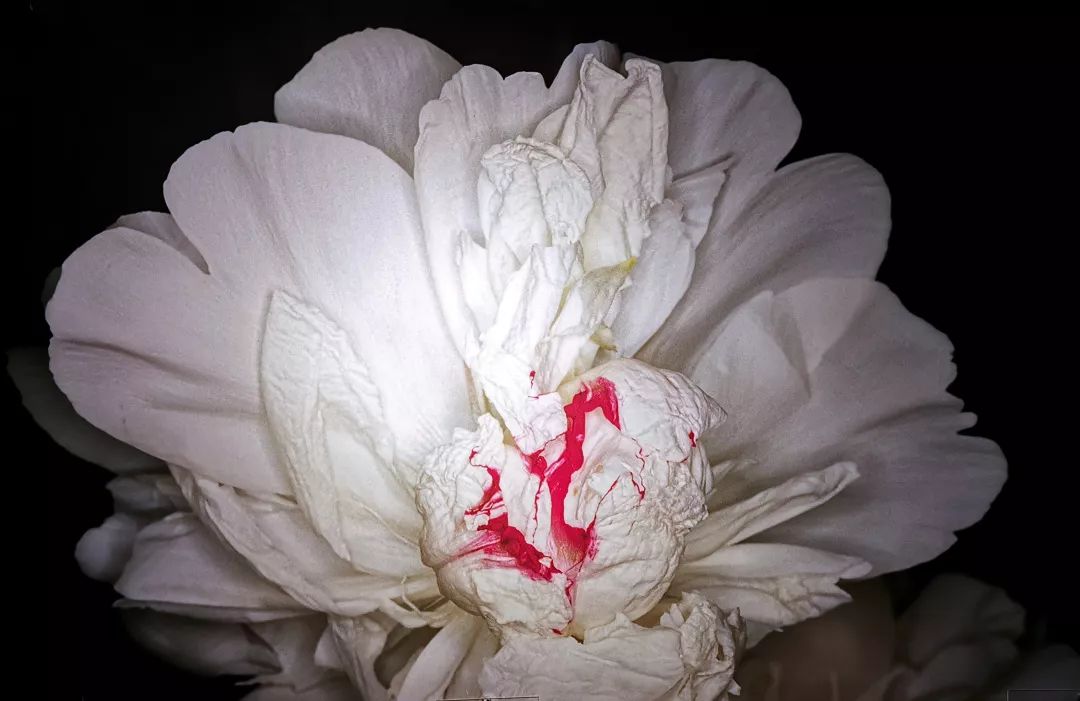 荒木经惟摄影展.花幽 | 南艺 #作品200p