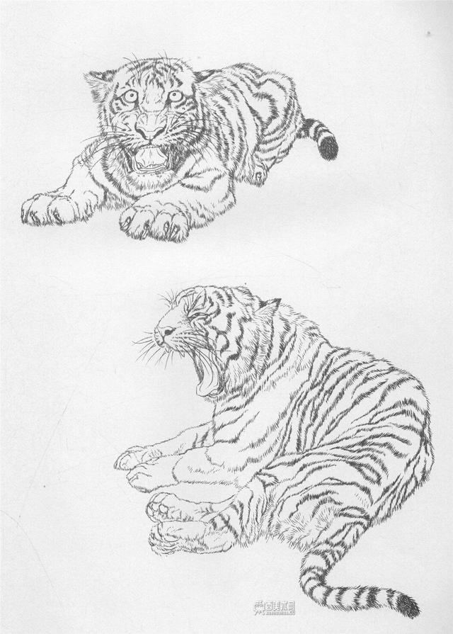 老虎的画法精准图片