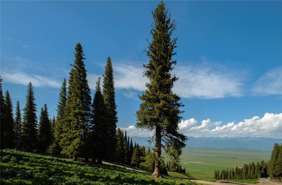 世界上寿命最长的树,能活9500年,是因为这树不断克隆自己__凤凰网