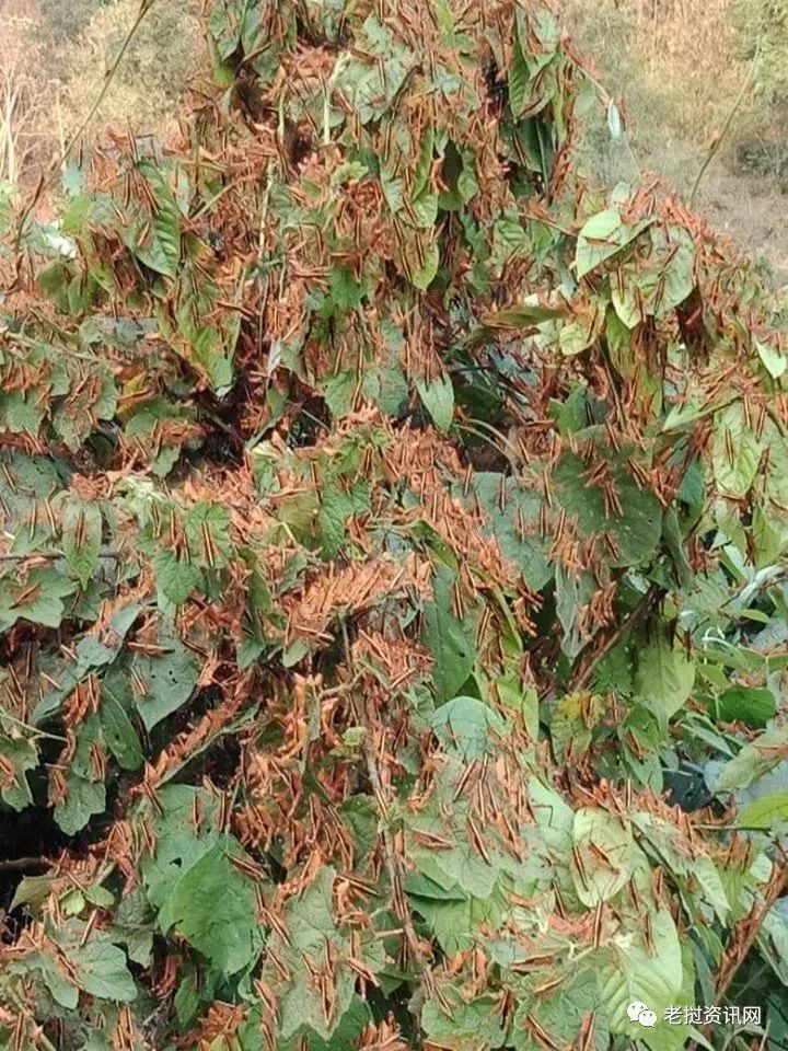 直击蝗灾突袭老挝华潘蝗虫密密麻麻挂满枝头图